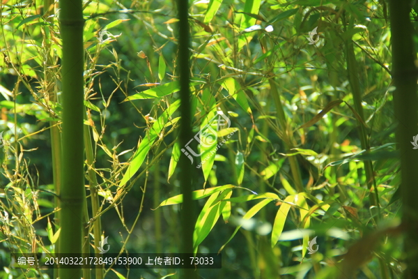 翠竹,竹林,竹子,,竹園