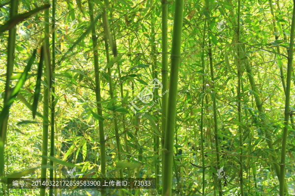 翠竹,竹林,竹子,,竹園