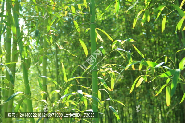 翠竹,竹林,竹子,,竹園