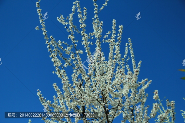 梅花樹,梅花,公園梅花樹
