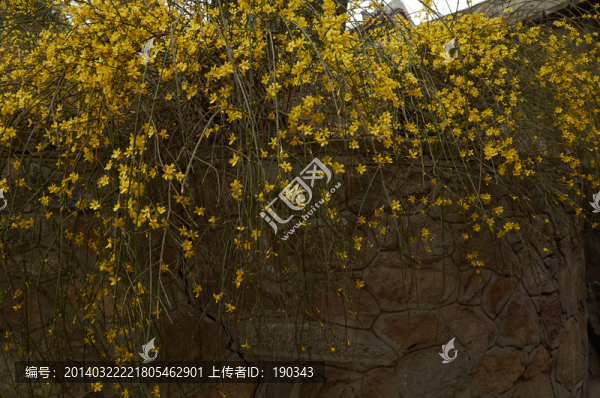 迎春花jpg