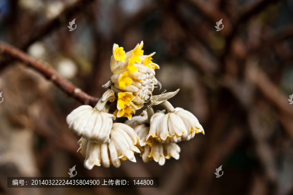 銀金香