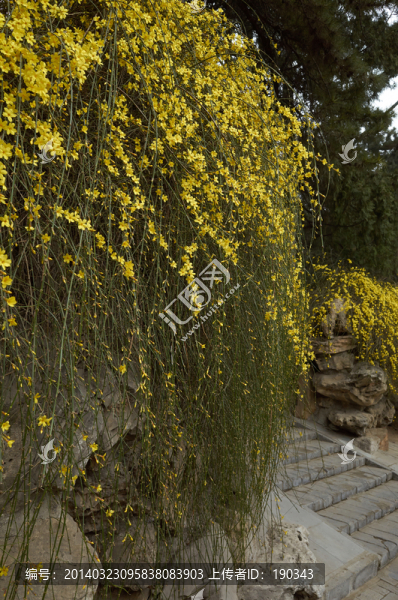 迎春花jpg