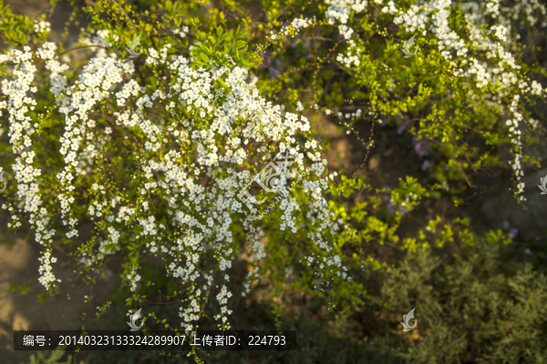 春花爛漫