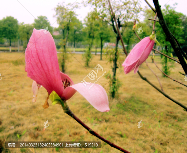 玉蘭花,紫玉蘭