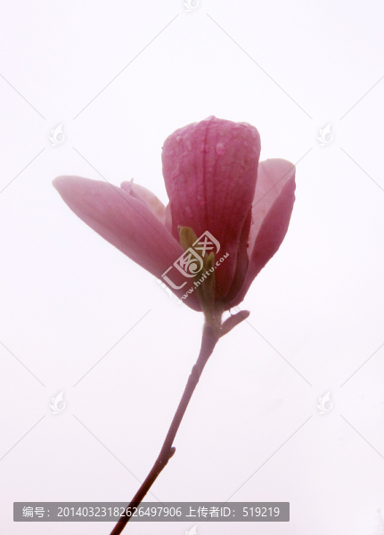 玉蘭花,紫玉蘭