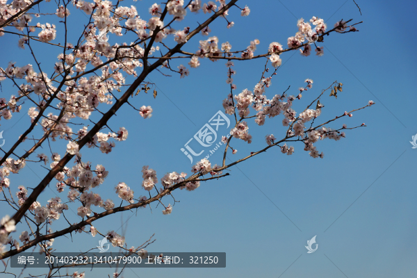 櫻花