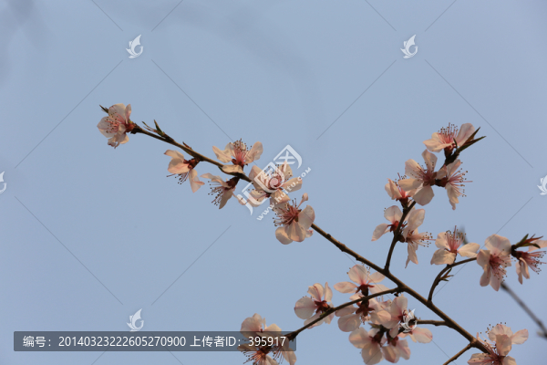 玉淵潭櫻花