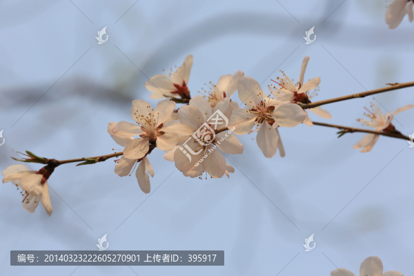 玉淵潭櫻花