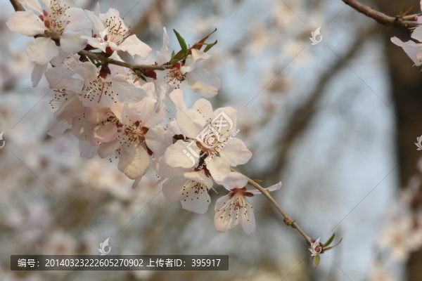 玉淵潭櫻花