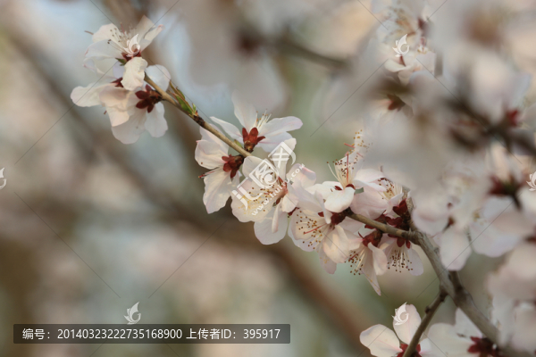 玉淵潭櫻花