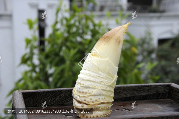 冬筍