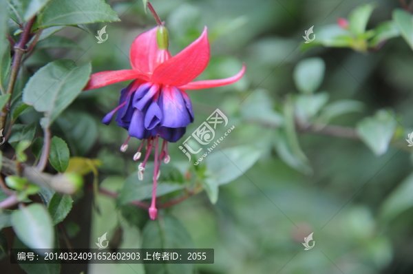 燈籠花