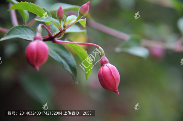 燈籠花