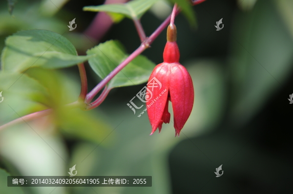 燈籠花