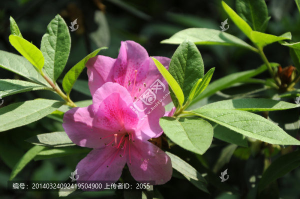 杜鵑花