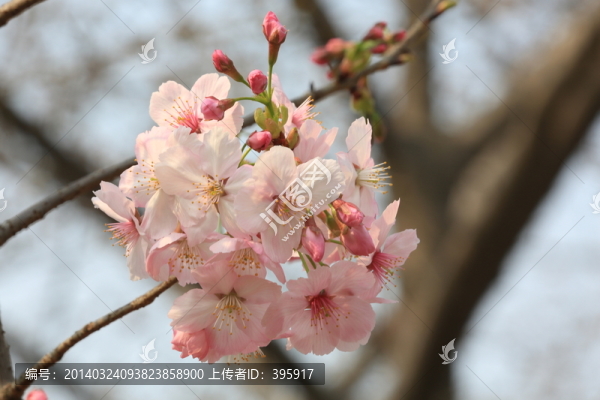 櫻花
