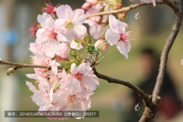 櫻花