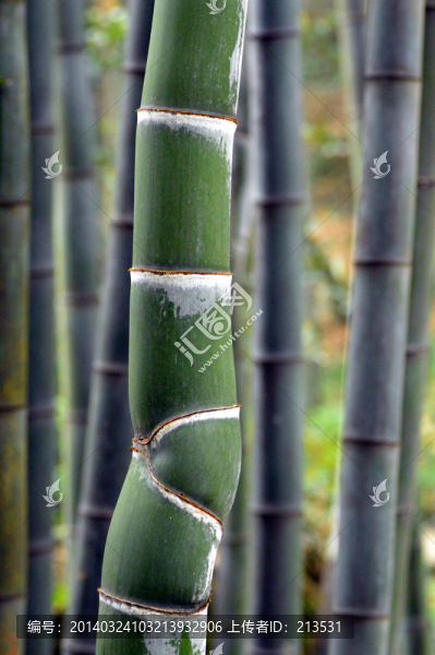 楠竹,毛竹,竹子