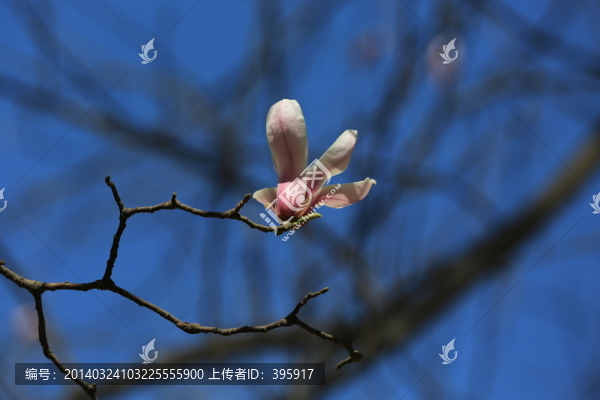 玉蘭花