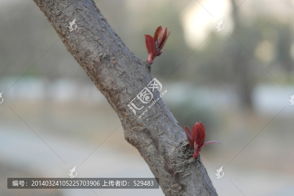 新芽