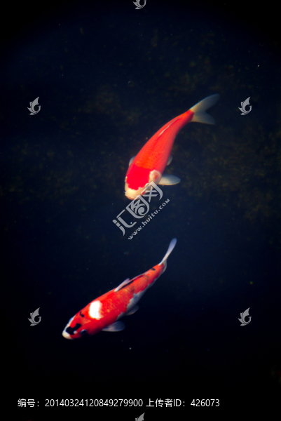錦鯉魚
