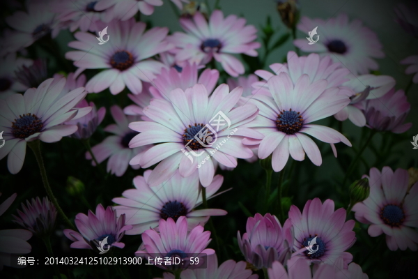 五色菊