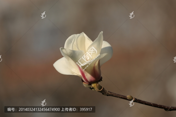 玉蘭花
