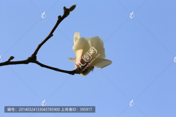 玉蘭花