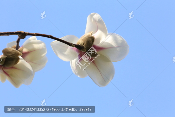 玉蘭花