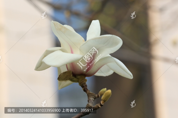 玉蘭花