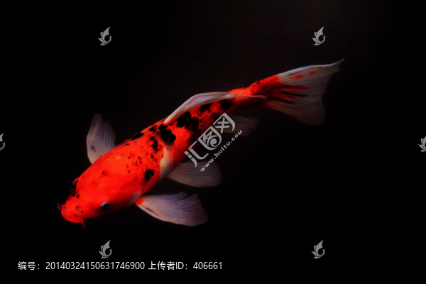錦鯉