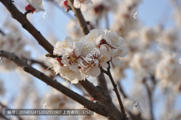 杏花