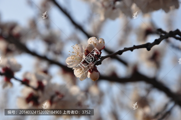 杏花