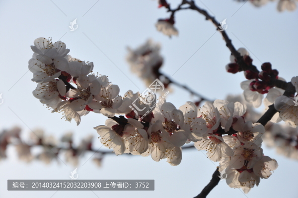 杏花
