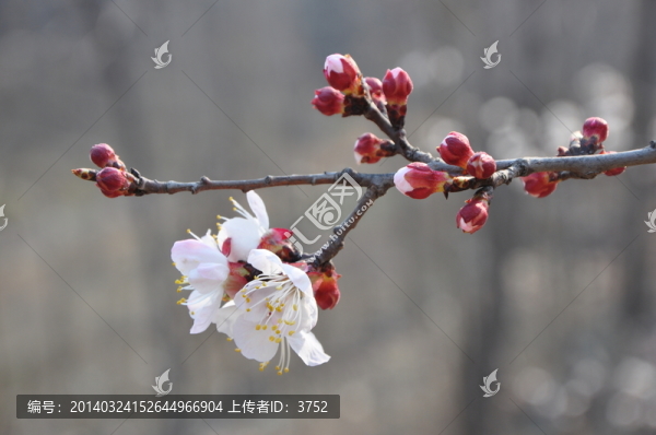 杏花