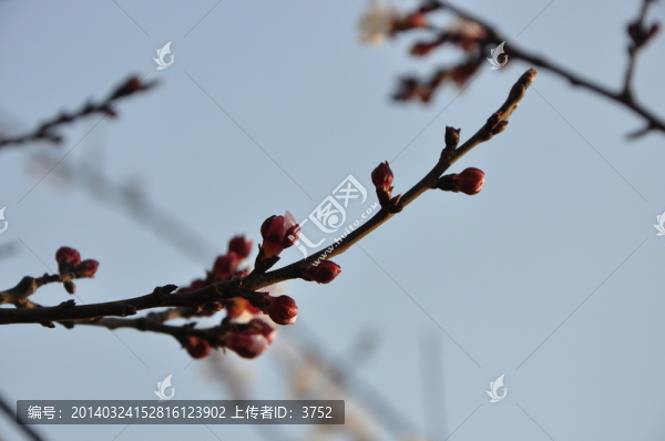 杏花