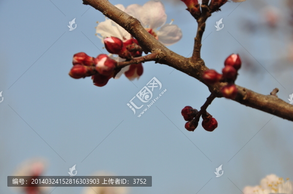 杏花