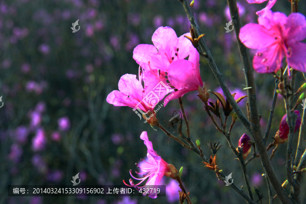 大興安嶺杜鵑花開