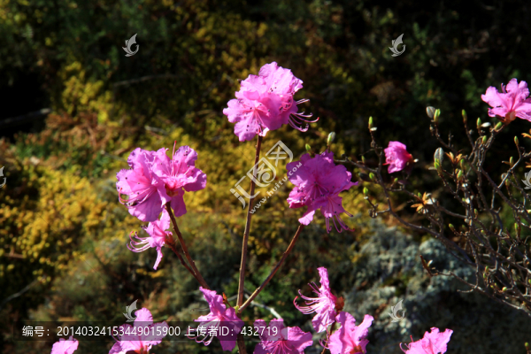 春天的杜鵑花