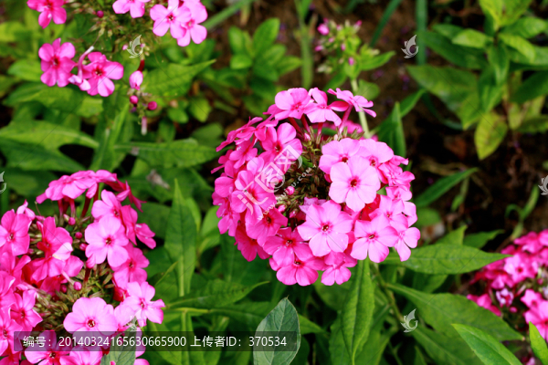 花卉,葉子,植物,春天,晴天