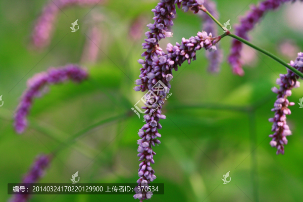 花卉,葉子,植物,春天,晴天