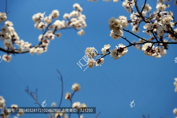 櫻花