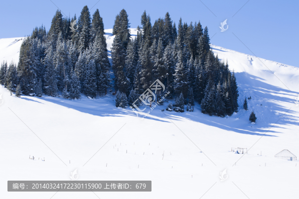 森林,雪景