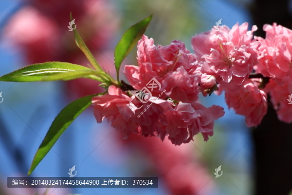 桃花,花枝,花朵,上海,朱家角