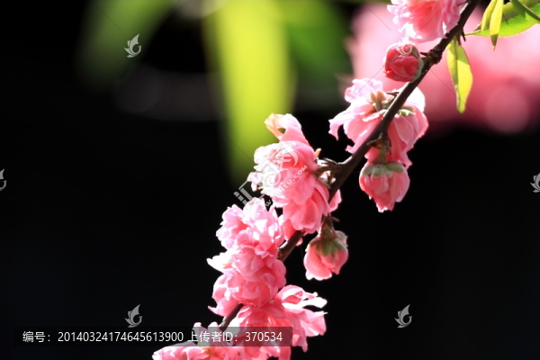 桃花,花枝,花朵,上海,朱家角