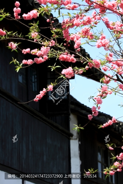 桃花,花枝,花朵,上海,朱家角