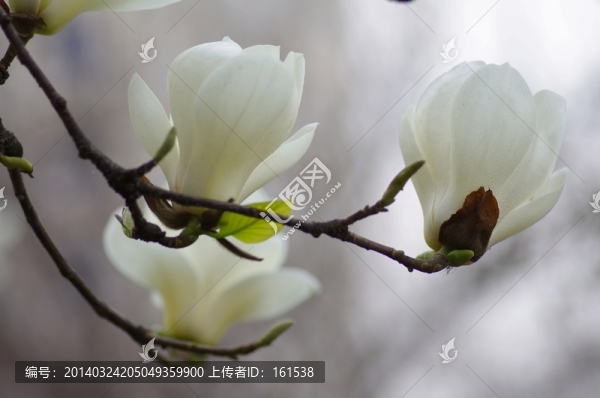三朵綻放的白玉蘭花