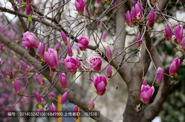 一整棵樹上都是紫色玉蘭花