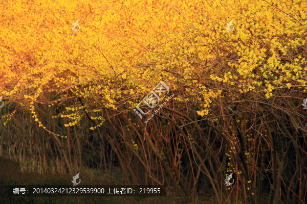 迎春花開(kāi)